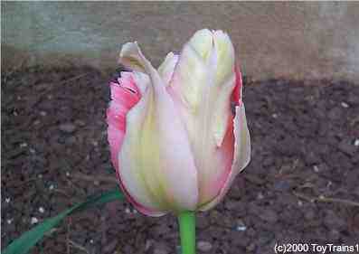 2000 tulip