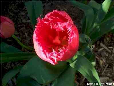 2000 tulips