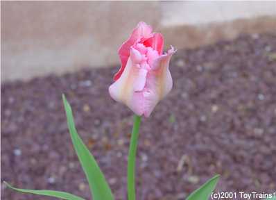 2001 tulip