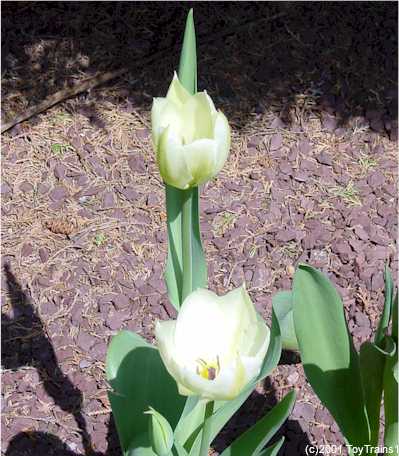 2001 tulips