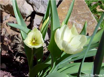 2002 tulip
