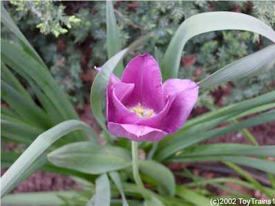 2002 Tulip