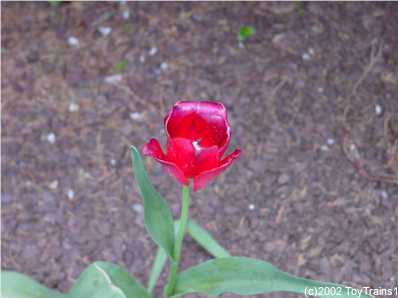 2002 Tulip