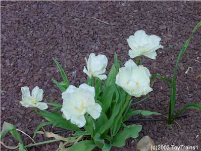 -14. Tulips