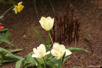 2004 Tulips