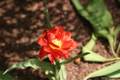 2004 Tulips