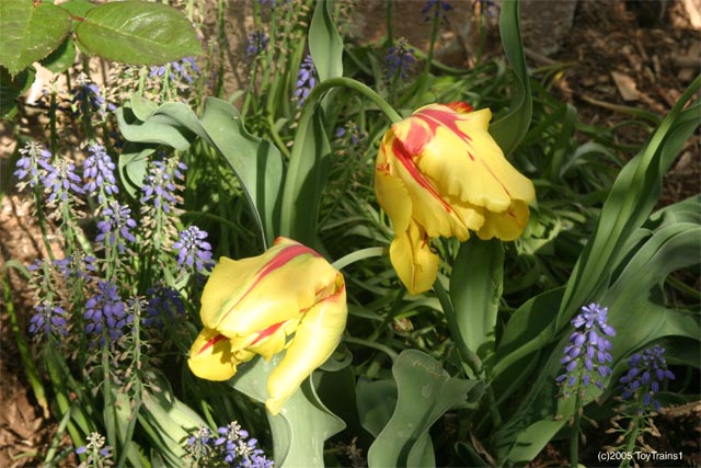 2005 Tulips