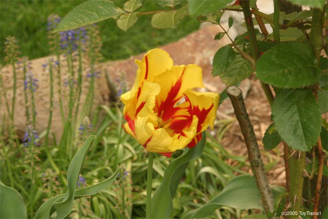 2005 Tulips