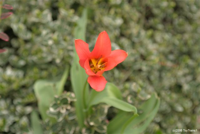 2006 Tulips
