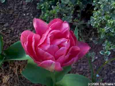 1999 tulip
