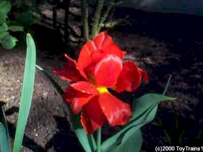 1999 tulip