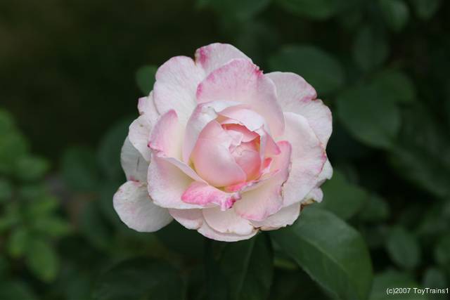 2007 fragrant lace
