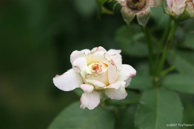 2007 fragrant lace