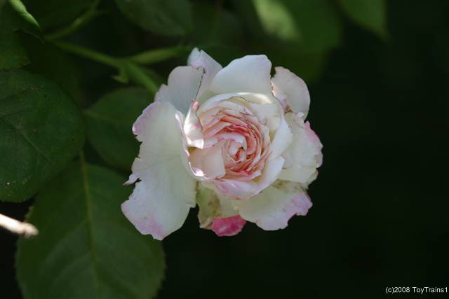 2008 fragrant lace