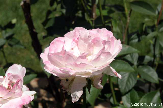 2010 fragrant lace