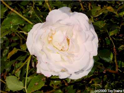 2000 fragrant lace