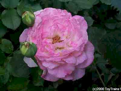 1999 fragrant lace