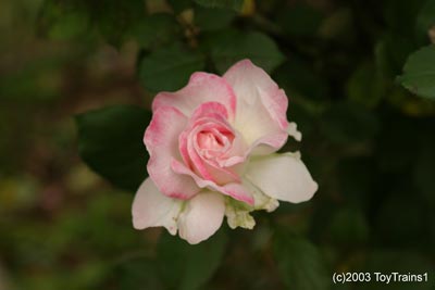 2003 Fragrant Lace