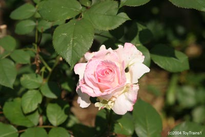 2004 Fragrant Lace