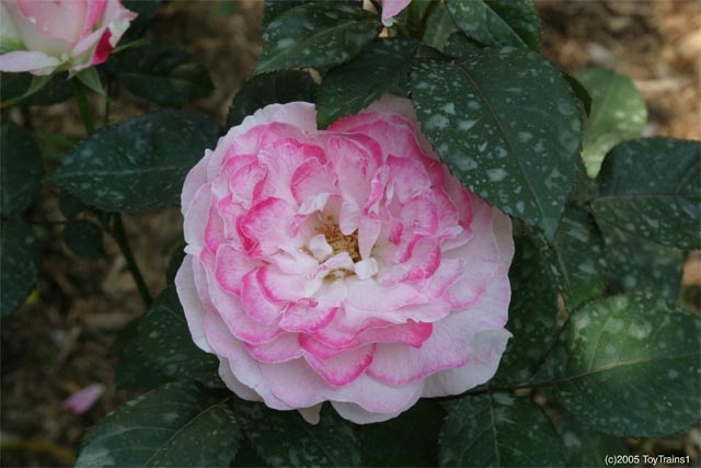 2005 Fragrant Lace