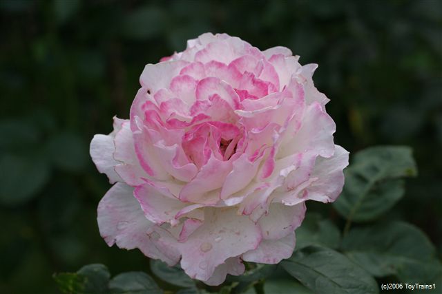 2006 Fragrant Lace