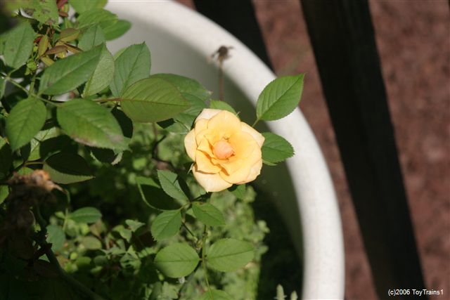 2006 Mini Roses