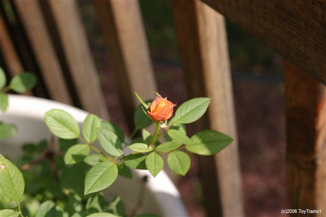 2006 Mini Roses