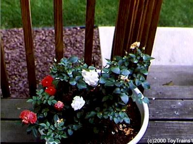 1997 Mini Roses