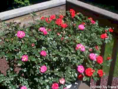 1999 mini roses