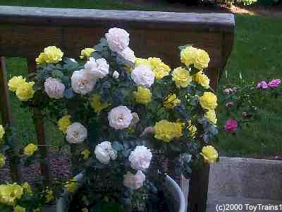 1999 mini roses