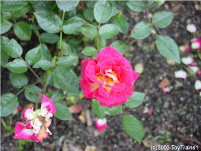 2003 Mini Roses