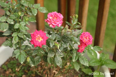 2003 Mini Roses