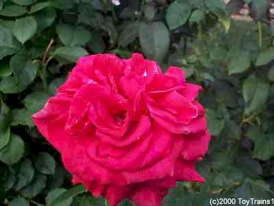 1999 rose sachet