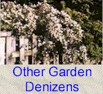 Other Garden Denizens Pages